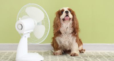 Vet warning ahead of Bank Holiday heatwave